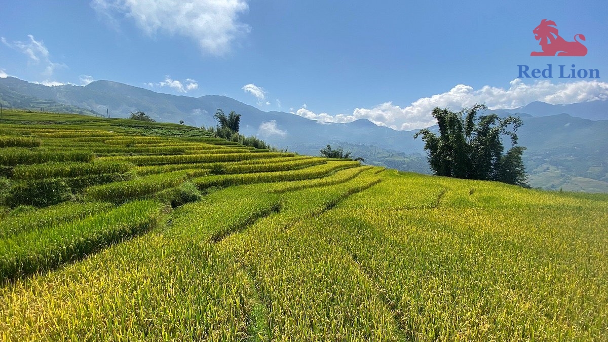 travel-sapa-travel-to-sapa-vietnam-red-lion-095-20240530-230842